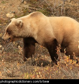 Photo of a grizzly bear