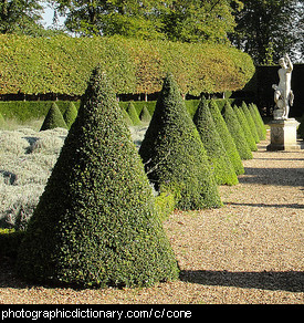 Photo of cone shaped trees