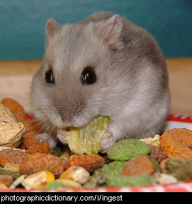Photo of a hamster eating