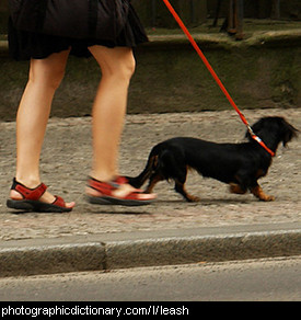 Photo of a dog on a leash