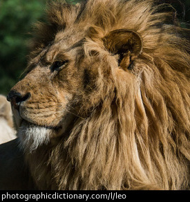Photo of a lion