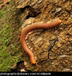 Photo of a millipede