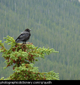 Photo of a raven