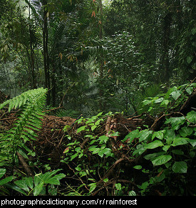 Photo of a rainforest.