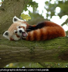 Photo of a red panda