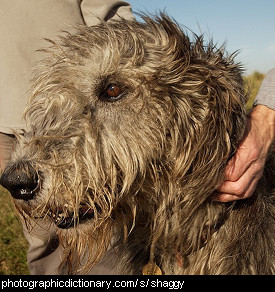 Photo of a shaggy dog