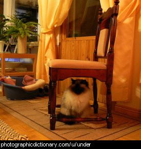 Photo of a cat under a chair