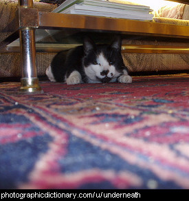 Photo of a cat under a coffee table
