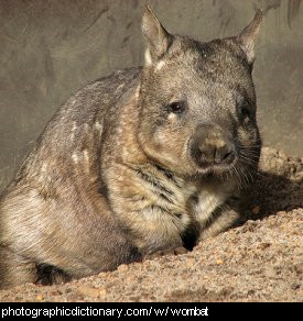 Photo of a wombat