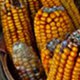 Photo of corn.