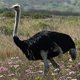Photo of an ostrich